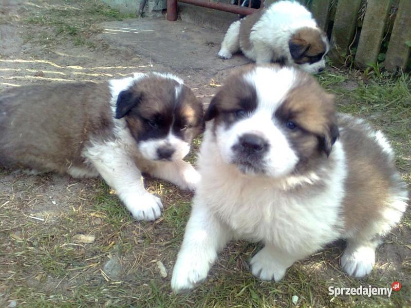 BERNARDYN SZCZENIĘTA Konin