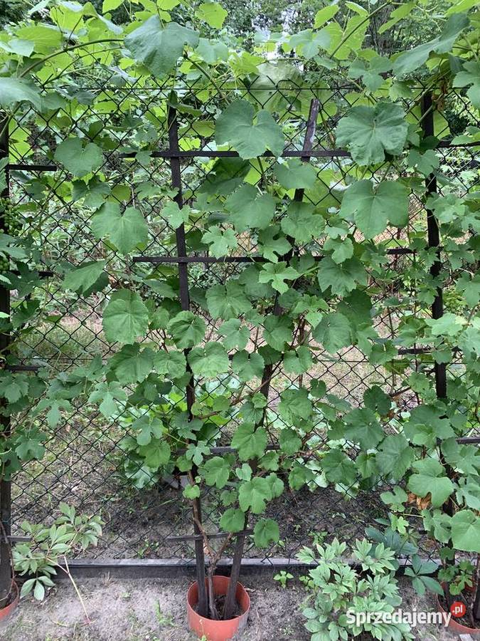 Drabinka drewniana na winorośl 180 40 podkarpackie Stalowa Wola