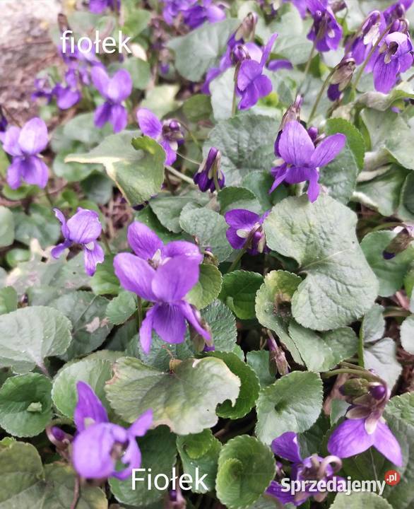 Fiołki bylina sadzonki Jaworzno