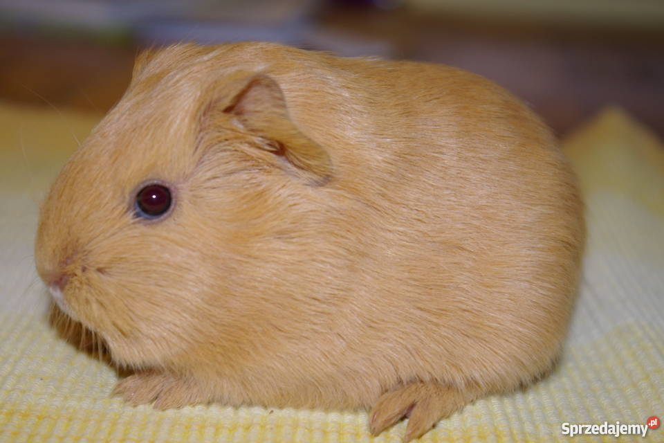 Świnka morska sheltie Krosno