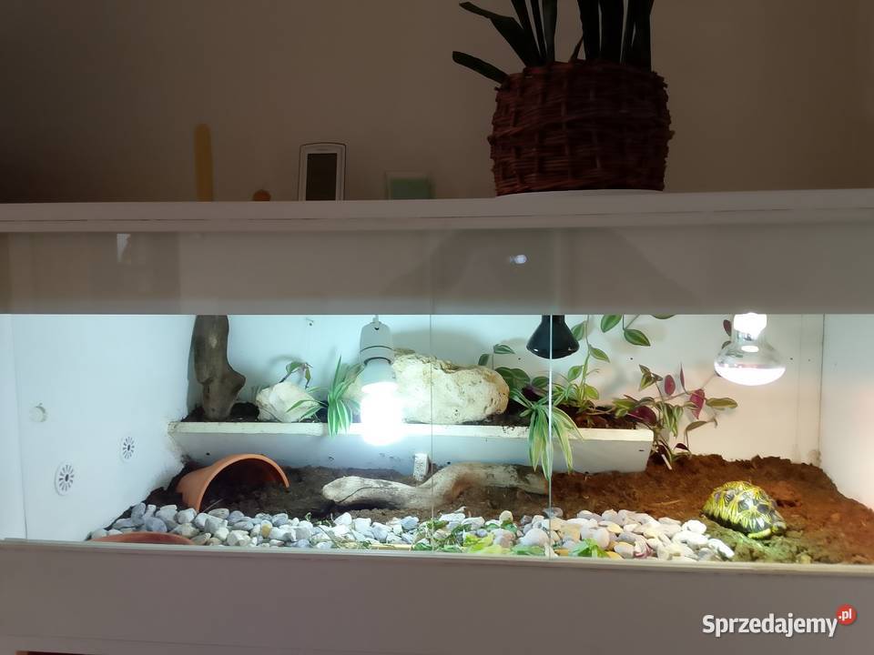 Żółw lądowy promienisty terrarium Bielsko-Biała