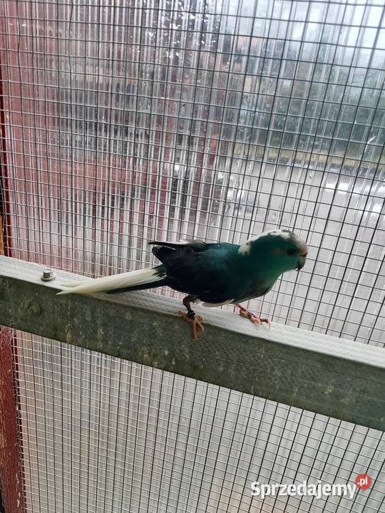 Modrolotki sprzedam Mała Wieś Dolna sprzedam