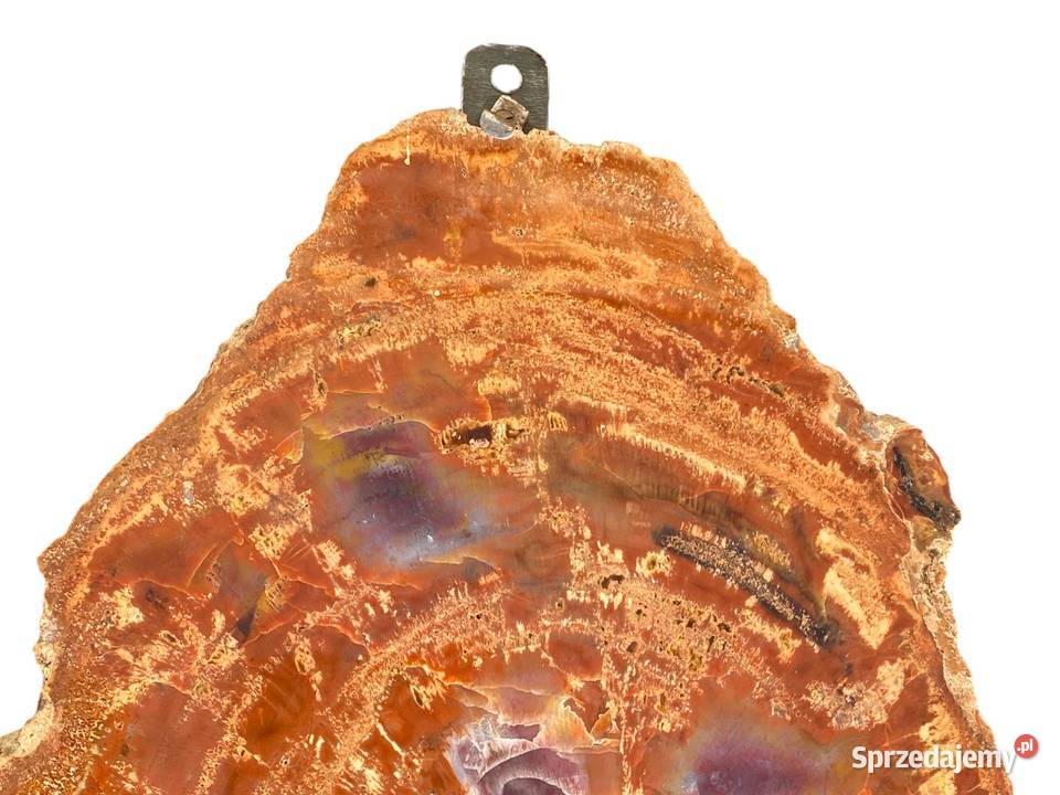 002 Wielkie skamieniałe drewno Rainbow Wood 41 x Pozostałe zachodniopomorskie