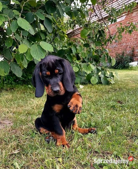 Gończy Polski Szczenięta ZKwP FCI Pozostałe sprzedam