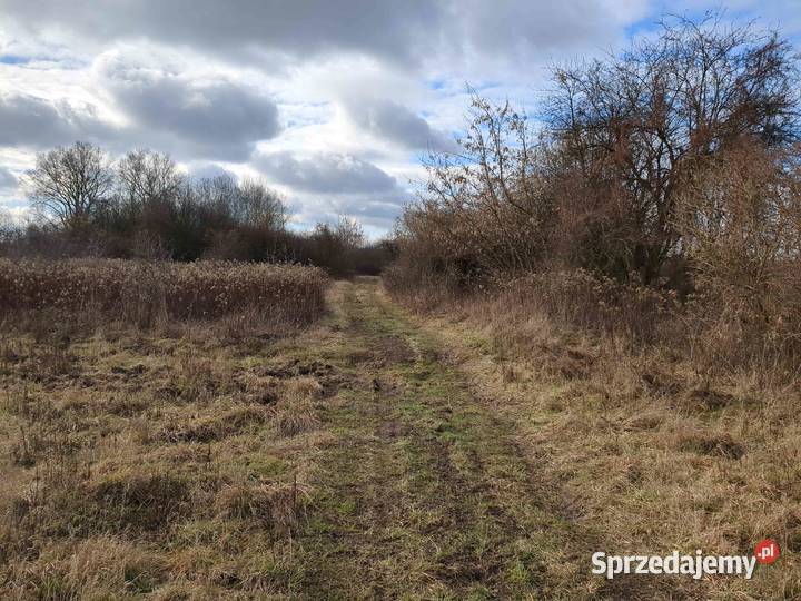 19 udziału w nieruchomości Syndyka Dębina 295 4600m2 sprzedam