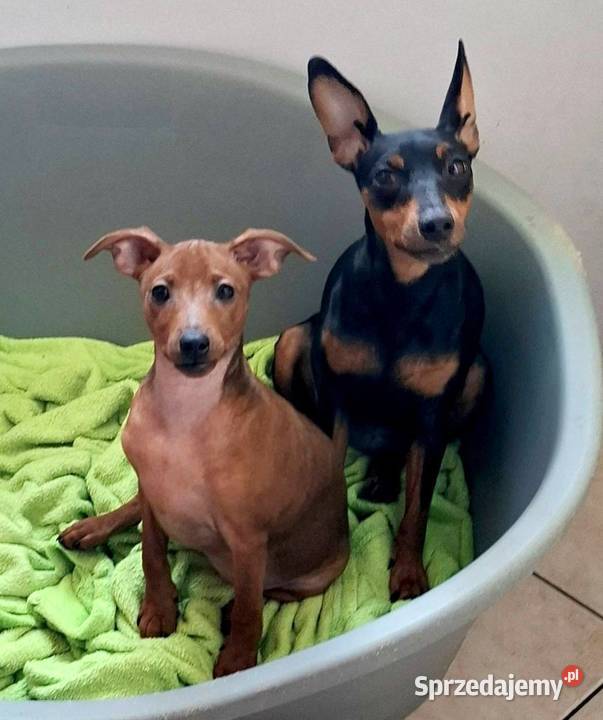 Pinczer pinczery pinczerki miniaturowe z Chojnice