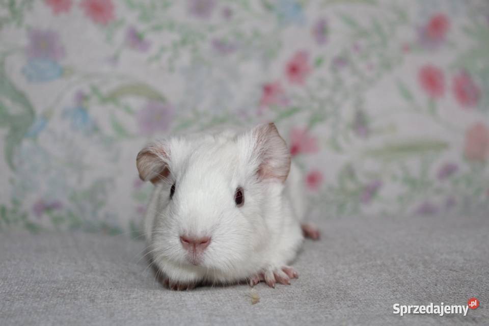 Świnka morskaświnki morskie cavia domowa Puszczykowo