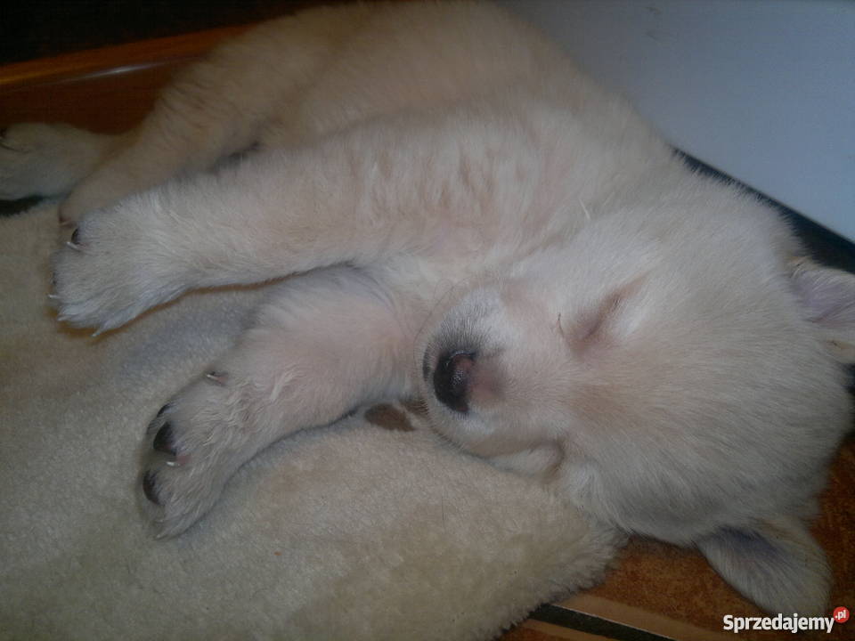 oddam w ręce Pyrzyce