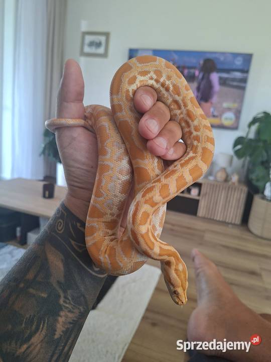 Pyton tygrysi albino samiczka python bivittatus lubuskie Brzezie k. Sulechowa