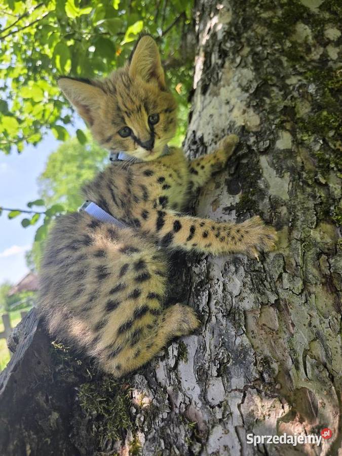 Serwal sawannowy serval afrykański ręcznie Kraków