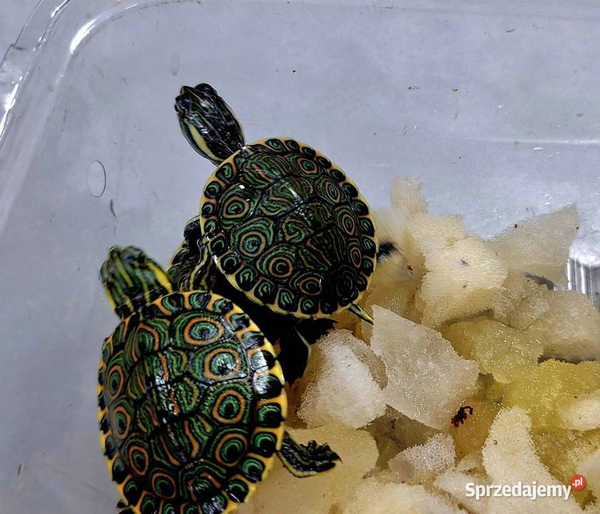 Żółw wodnolądowy Wołomin