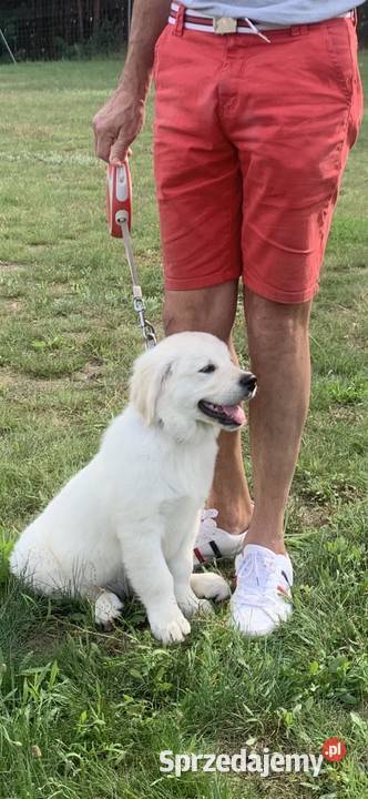 Golden Retriever ZKwP FCI Piesek Młodzieżowym wielkopolskie