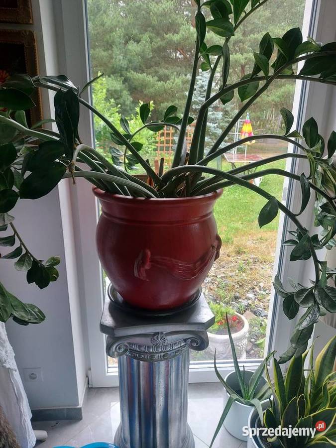 Donica z skrzydlokwiatem Jelcz-Laskowice sprzedam