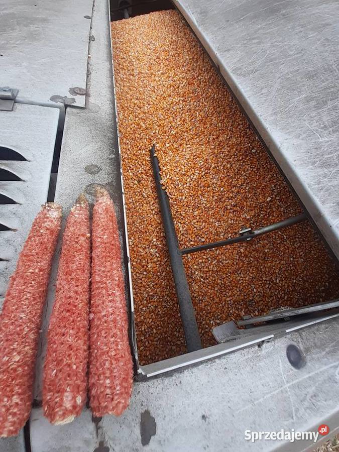 Usługi koszenia kukurydzy na ziarno agregat Kłopoty-Stanisławy