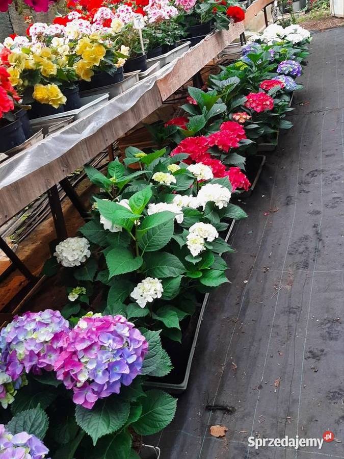 Rośliny ogrodowe i balkonowe Elbląg sprzedam