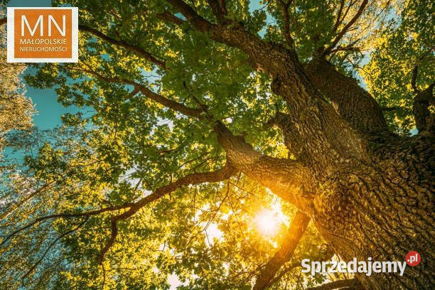 Działka Borzęcin 28900m2 leśna sprzedam