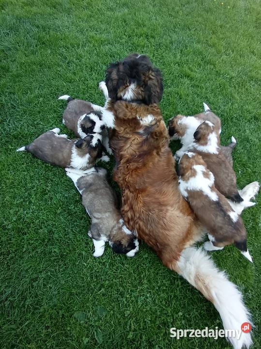 Szczeniaki bernardyn sprzedam