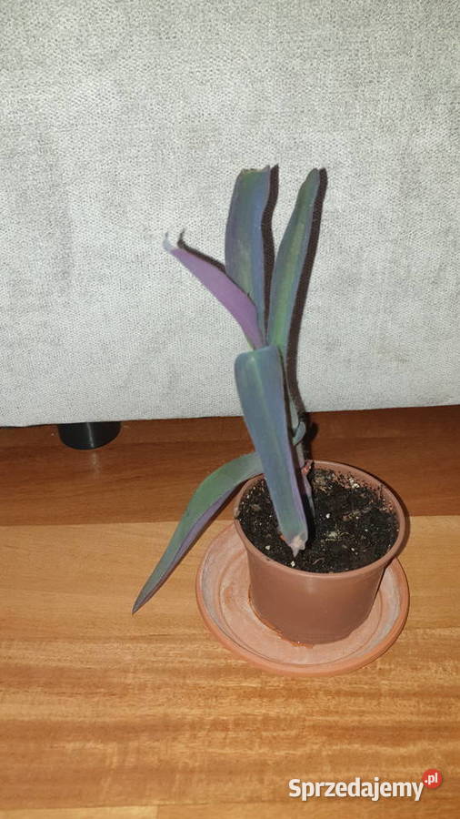 Setkrezja purpurowa trzykrotka do domu i na mazowieckie sprzedam