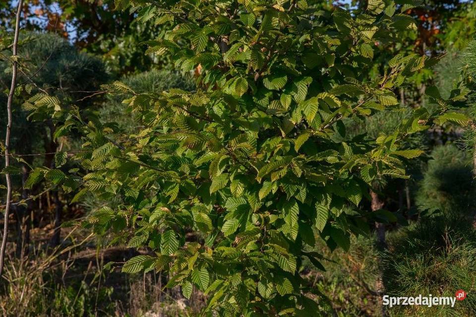 Grab pospolity Carpinus betulus 45 m obwód 810 z Dom i Ogród wielkopolskie sprzedam