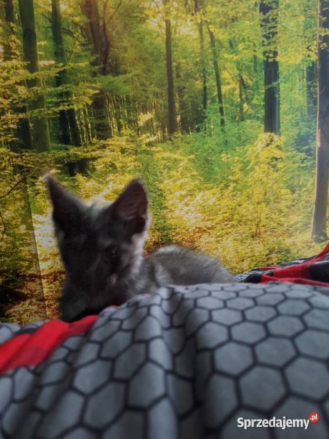 Czarny srebrny Maine coon Żurawia