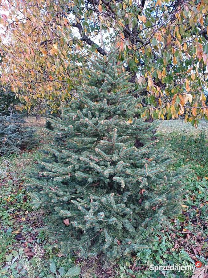 Choinki Świerk Jodła Sosna Iglaste kujawsko-pomorskie Golub-Dobrzyń