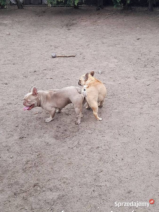 Buldog francuski reproduktor Augustów