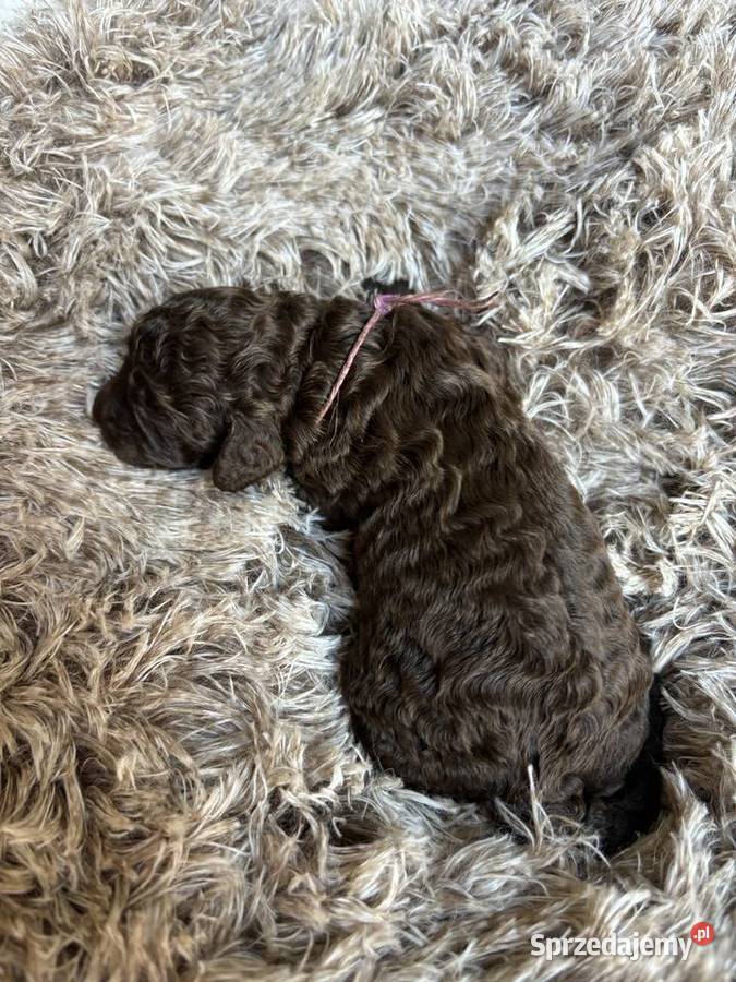 Hiszpański Pies Dowodny Szczenięta Porąbka