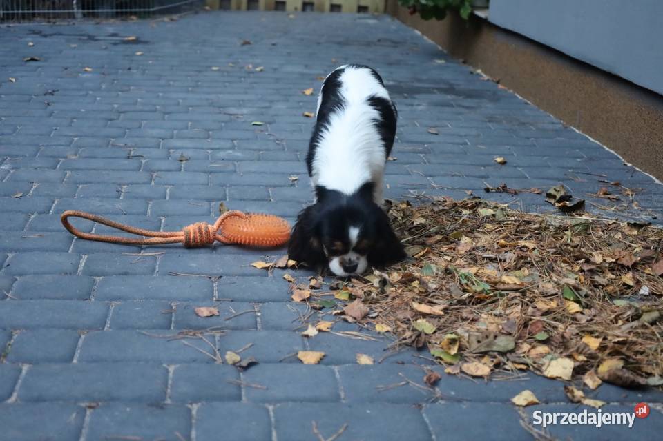 Cavalier King Charles Spaniel suczka Czeladź sprzedam