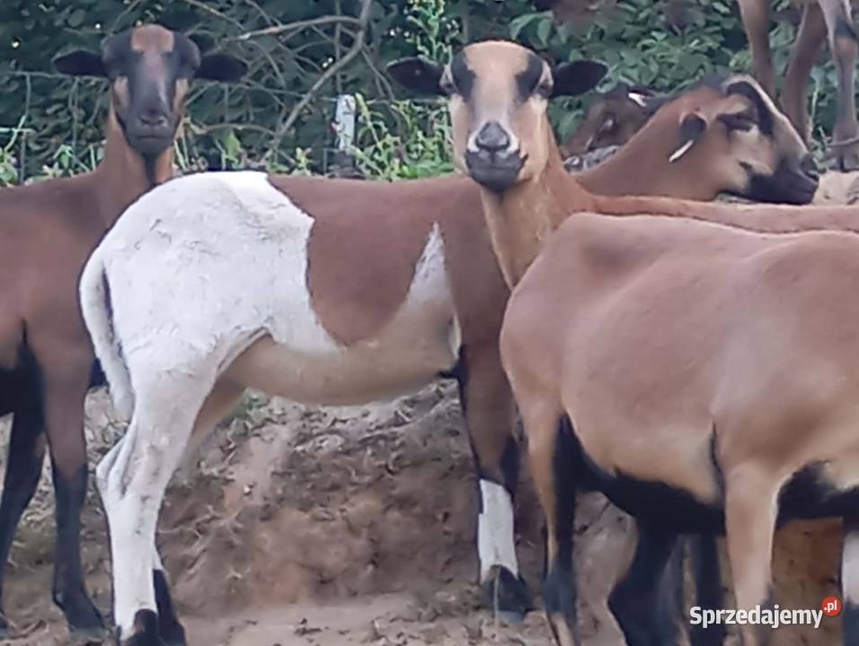 Sprzedam tryka Kamerun barbaros 2 lata i inne podkarpackie Braciejowa