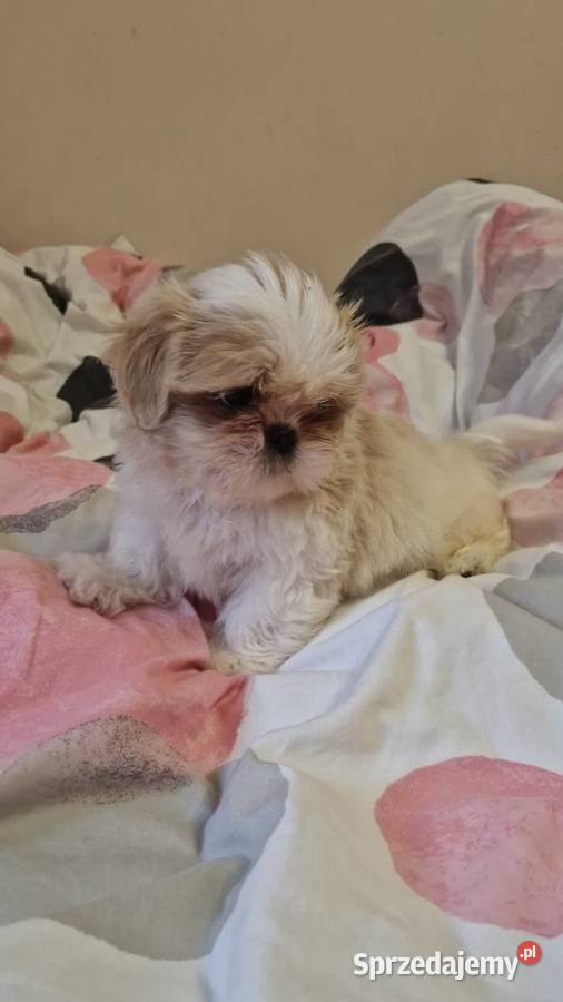 Shih tzu z rodowodem suka rodowód