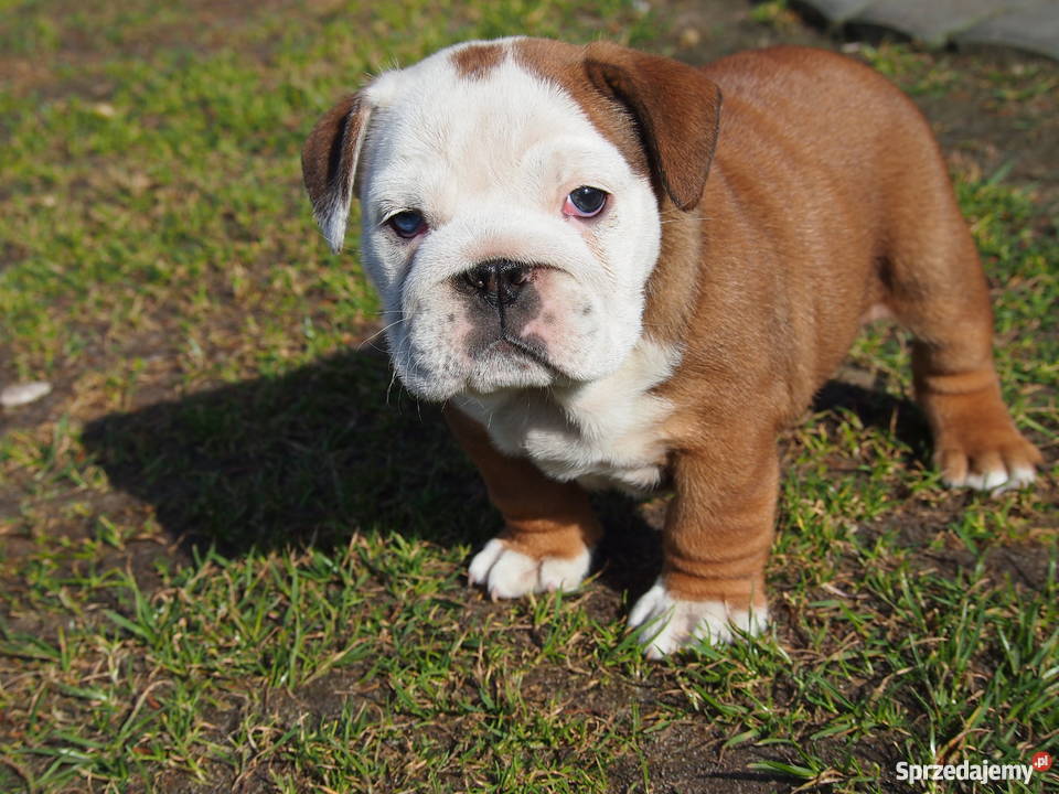 Buldog Angielski suczka