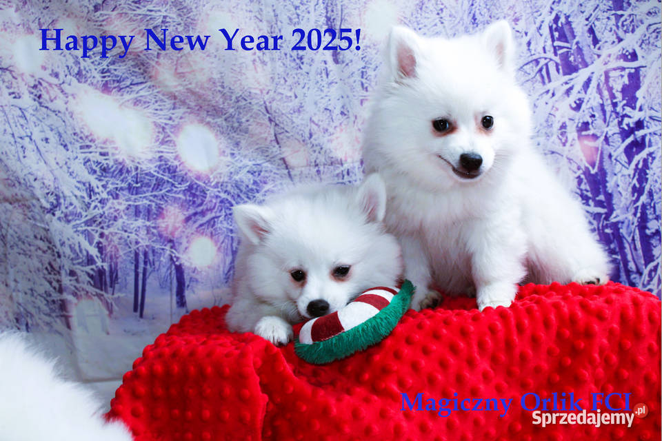 Szpic średni biały dolnośląskie Oława