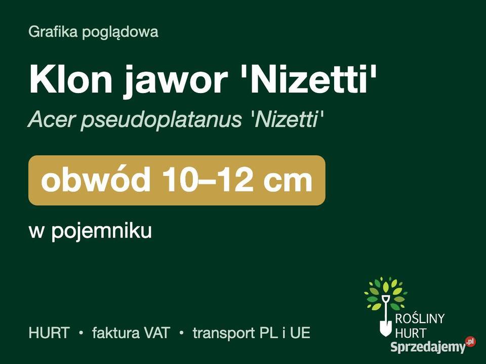 Klon jawor Nizetti obwód 1012 w pojemniku HURT