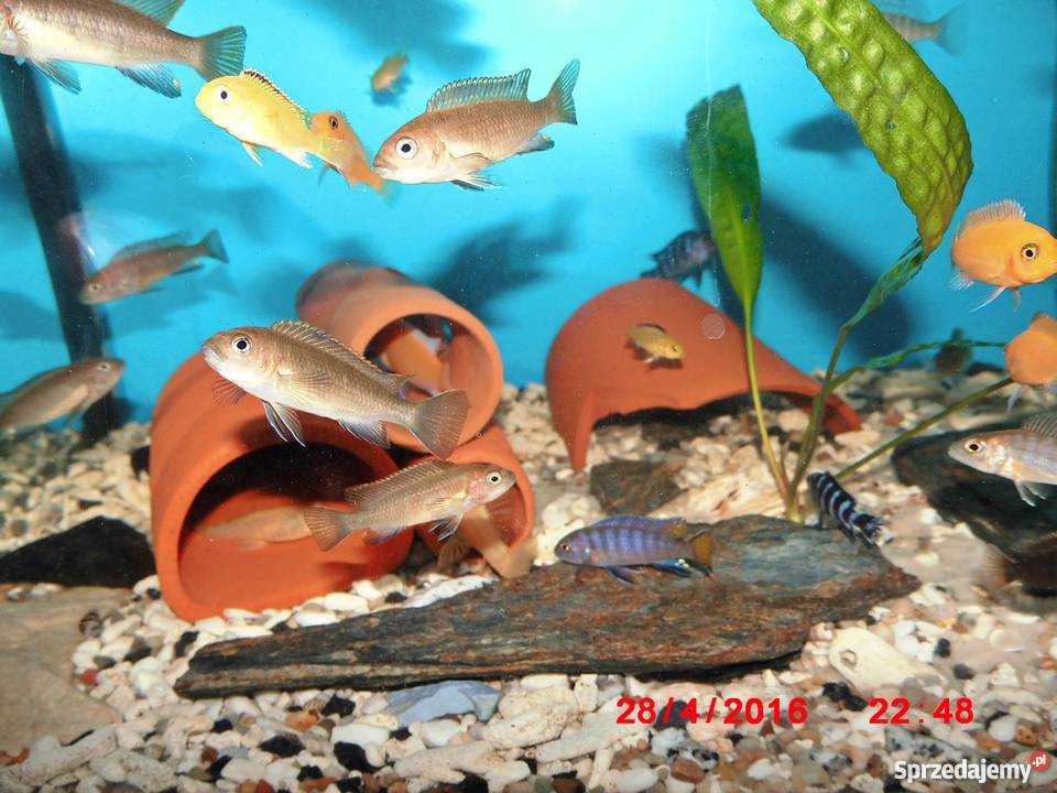 Pyszczaki Pseudotropheus Flavus Kraków