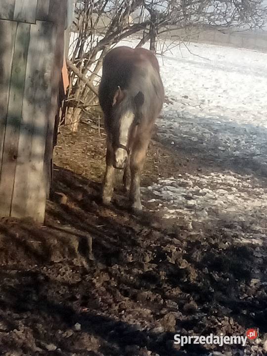 Klacz zimnokrwista 2 lata Piórków sprzedam