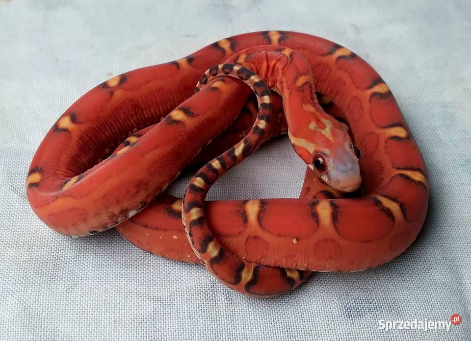 Wąż zbożowy SCALELESS węże zbożowe Red Factor Warszawa