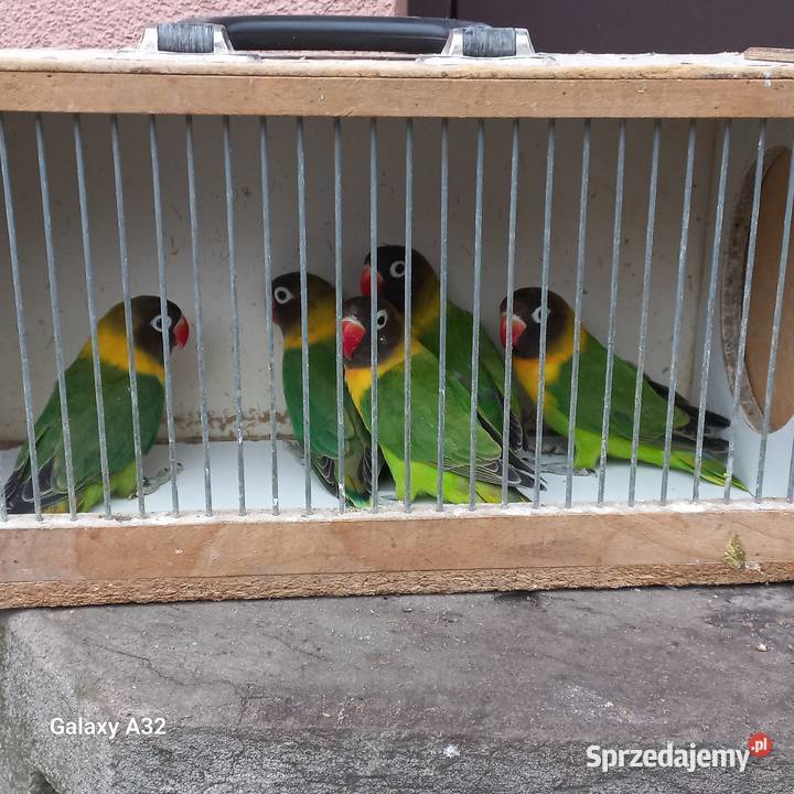 Nierozłączki czarnogłowe zielone 2025 Ptaki Garwolin