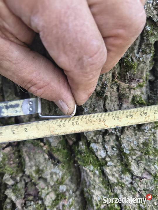 Drzewo do wycinki orzech na drewno 60cio letnie Opatów