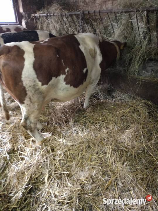 Sprzedam krowy Jędrzejów