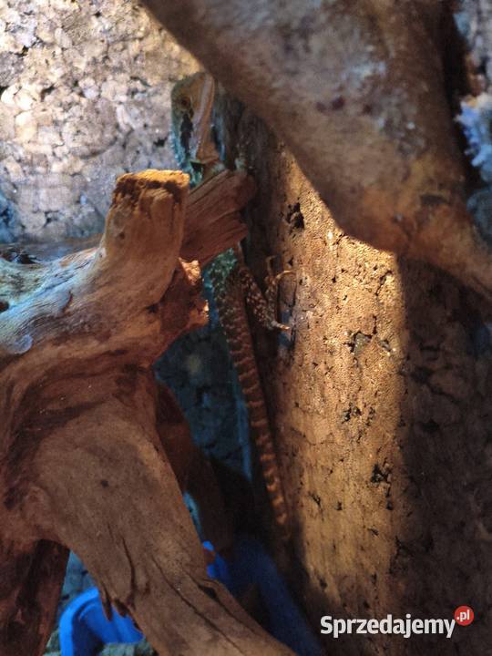 Wodnoagamy australijskie śląskie Gliwice