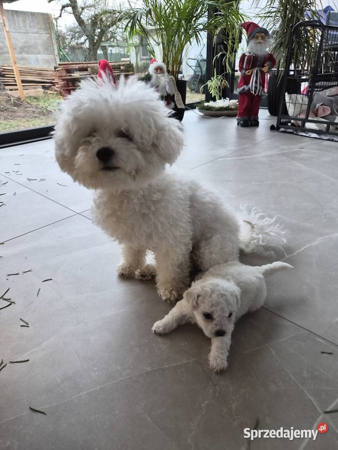 Szczeniaczki Bichon Frise Poznań sprzedam