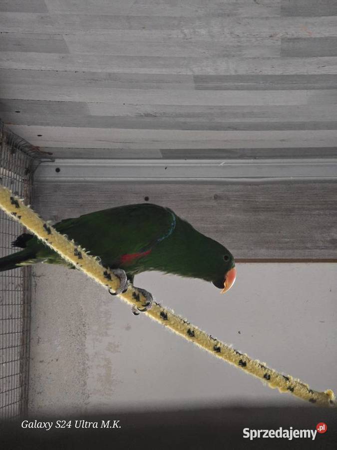 Lory Wielkie para 3 letnia Ostrów Wielkopolski sprzedam
