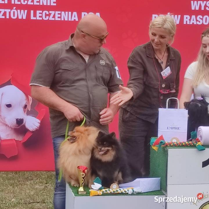 Piękny Mały Szpic Niemiecki rodzice FCI