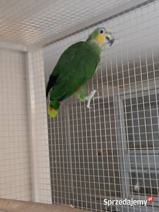 Amazonka modrobrewa Orzesze