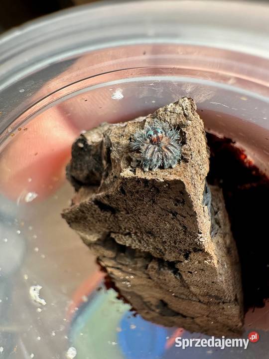 Typhochlaena seladonia L2 10sztuk Kraków