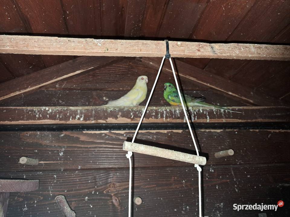 Świergotki para małopolskie Sułkowice