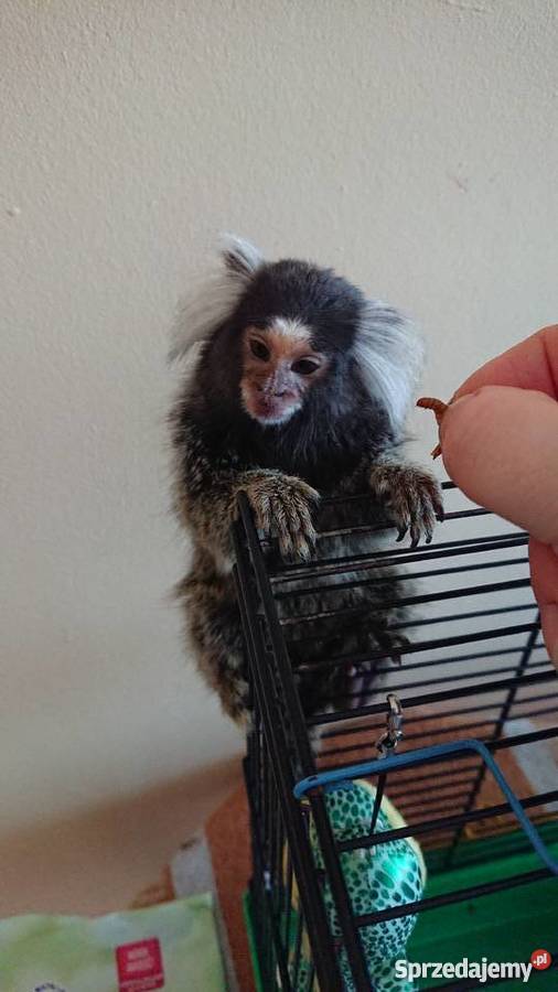 Małpka marmozeta białoucha podlaskie Grajewo