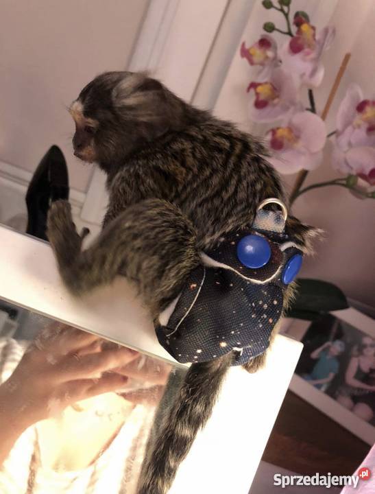 Małpka Marmozeta Białoucha Callithrix jacchus Zwierzęta Nadarzyn