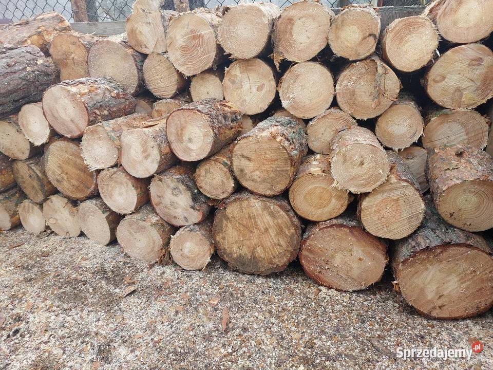 Sosna średnia I gruba wielkopolskie Kleczew