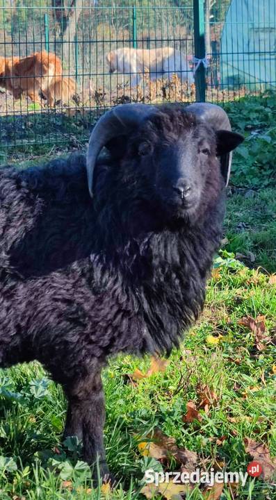 Baran tryk owce Skudde Pilec